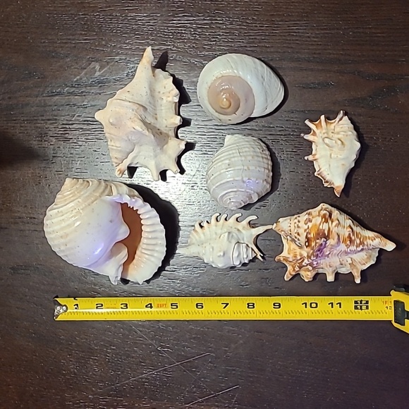 Seashells Large decor Beach lover ocean love Shells 7 piece in all cream tan sea - Picture 6 of 8